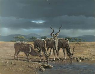 Greater Kudus | Obraz na stenu