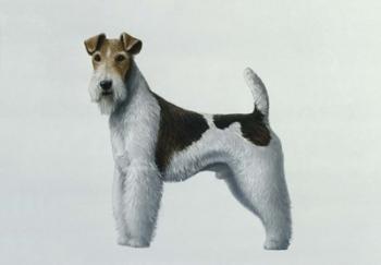 Fox Terrier | Obraz na stenu