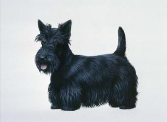 Scottish Terrier | Obraz na stenu