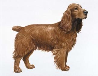 Cocker Spaniel | Obraz na stenu