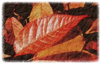 Fall Leaves | Obraz na stenu