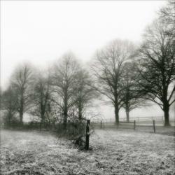 Fence Row And Trees | Obraz na stenu