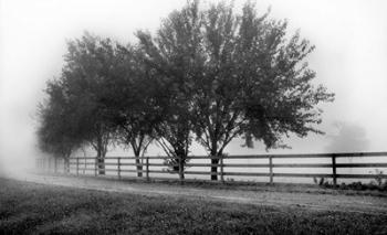 Row Of Trees 2 | Obraz na stenu