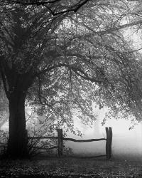 Rolling Fog With Fence B/W | Obraz na stenu