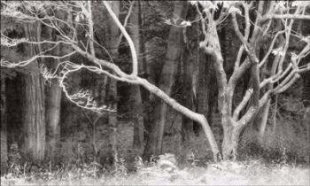 Bare Branches & Woods-3 Tone | Obraz na stenu