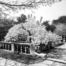 Cherry Blossom Terrace | Obraz na stenu