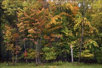 Fall Morning Colors | Obraz na stenu