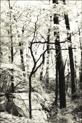 Monochrome Woods - Fall | Obraz na stenu