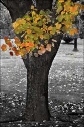 The Leaves Almost Gone | Obraz na stenu