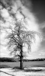 Ice Storm On The Lake | Obraz na stenu