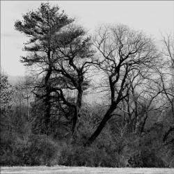 Tree Grouping Black On Grey | Obraz na stenu