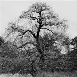 Oversized Limbs | Obraz na stenu