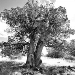 Leaning Tree B & W | Obraz na stenu