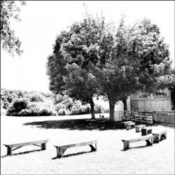 Benches And Shade Tree | Obraz na stenu