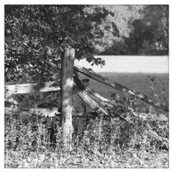 Fence With Growing Leaves | Obraz na stenu