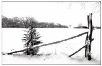 Winter White With Fence | Obraz na stenu
