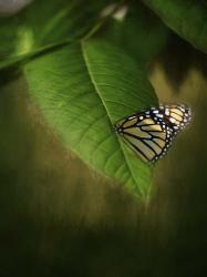 Butterfly Leaf | Obraz na stenu