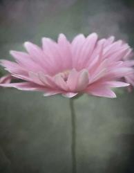 Pink Bloom 1 | Obraz na stenu