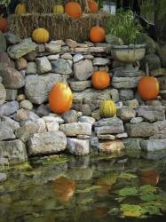 Pumpkins | Obraz na stenu