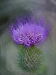 Thistle | Obraz na stenu