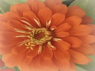 Orange Zinnia | Obraz na stenu