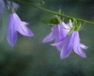 Purple Bells | Obraz na stenu