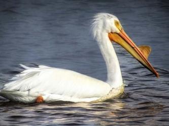 Pelican | Obraz na stenu