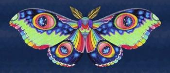 Midnight Rainbow Moth | Obraz na stenu