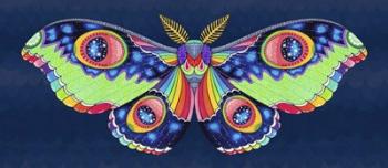 Midnight Rainbow Moth | Obraz na stenu