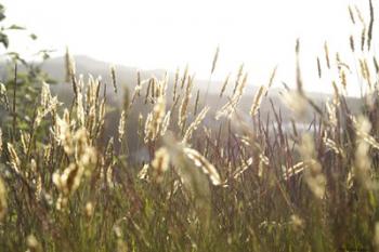 Grimstad Wheat | Obraz na stenu