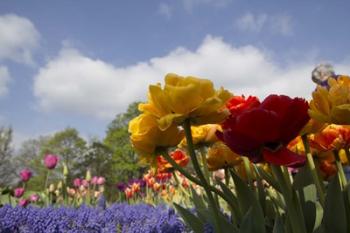 Standing Flowers | Obraz na stenu