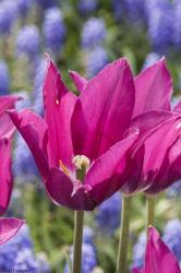 Tulip Fest | Obraz na stenu