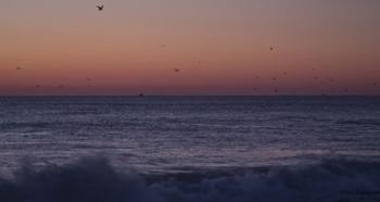 Birds Over Ocean Grove | Obraz na stenu