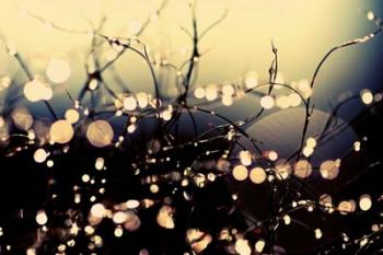 When Fairies Dance | Obraz na stenu