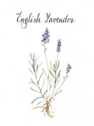 Lavender | Obraz na stenu