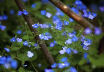 Blue Little Flowers | Obraz na stenu
