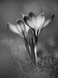 Crocus BW | Obraz na stenu