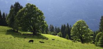 Green Mountainscape cropped | Obraz na stenu