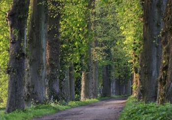 Light Green Forest Road | Obraz na stenu