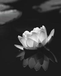 Water Lily BW | Obraz na stenu