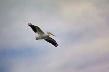 A Beautiful Day To Fly | Obraz na stenu