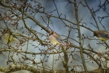 A Taste Of Sunshine Cedar Wax wings | Obraz na stenu