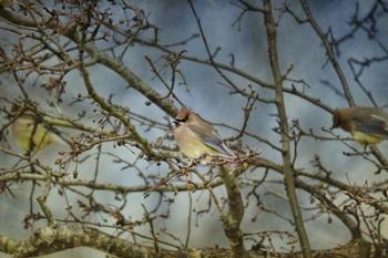 A Taste Of Sunshine Cedar Wax wings | Obraz na stenu