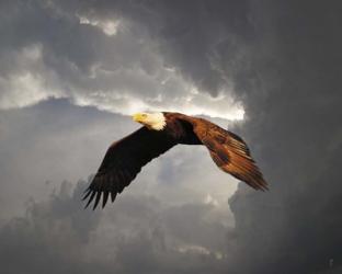 Above The Storm Bald Eagle | Obraz na stenu