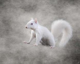 Albino Squirrel | Obraz na stenu