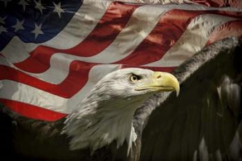 American Eagle | Obraz na stenu
