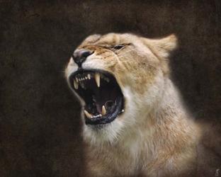 Angry Lioness Portrait | Obraz na stenu
