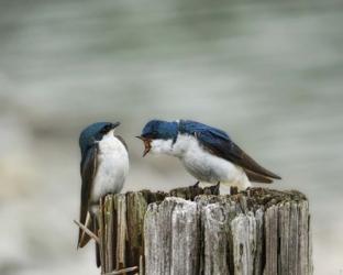 Angry Swallows | Obraz na stenu