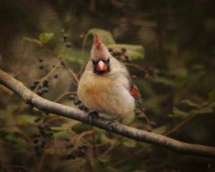 Anticipating Winter Cardinal 1 | Obraz na stenu