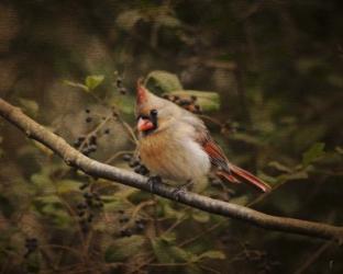 Anticipating Winter Cardinal 2 | Obraz na stenu